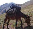aconcagua mount argentina